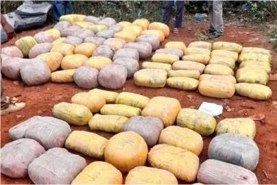 Two suspects arrested with bhang worth Sh300,000 in Nairobi